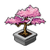 Cherry Blossom Bonsai