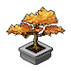 Maple Bonsai